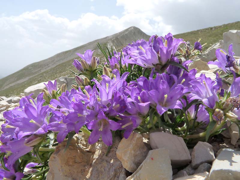 Edraianthus graminifolius / Campanula graminifolia